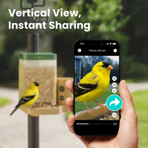 Birdfy AI recognition helps identify visiting species.