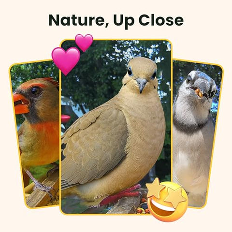 Birdfy backyard view streams to your phone.