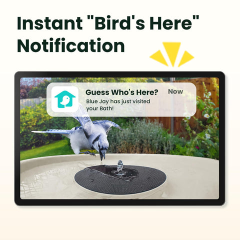 Birdfy Bath Pro live view and footage for instant birdwatching.