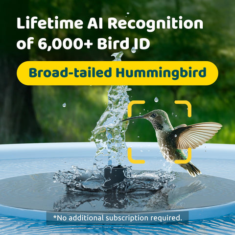 Birdfy Bath Pro solar panel powers camera and fountain for continuous use.