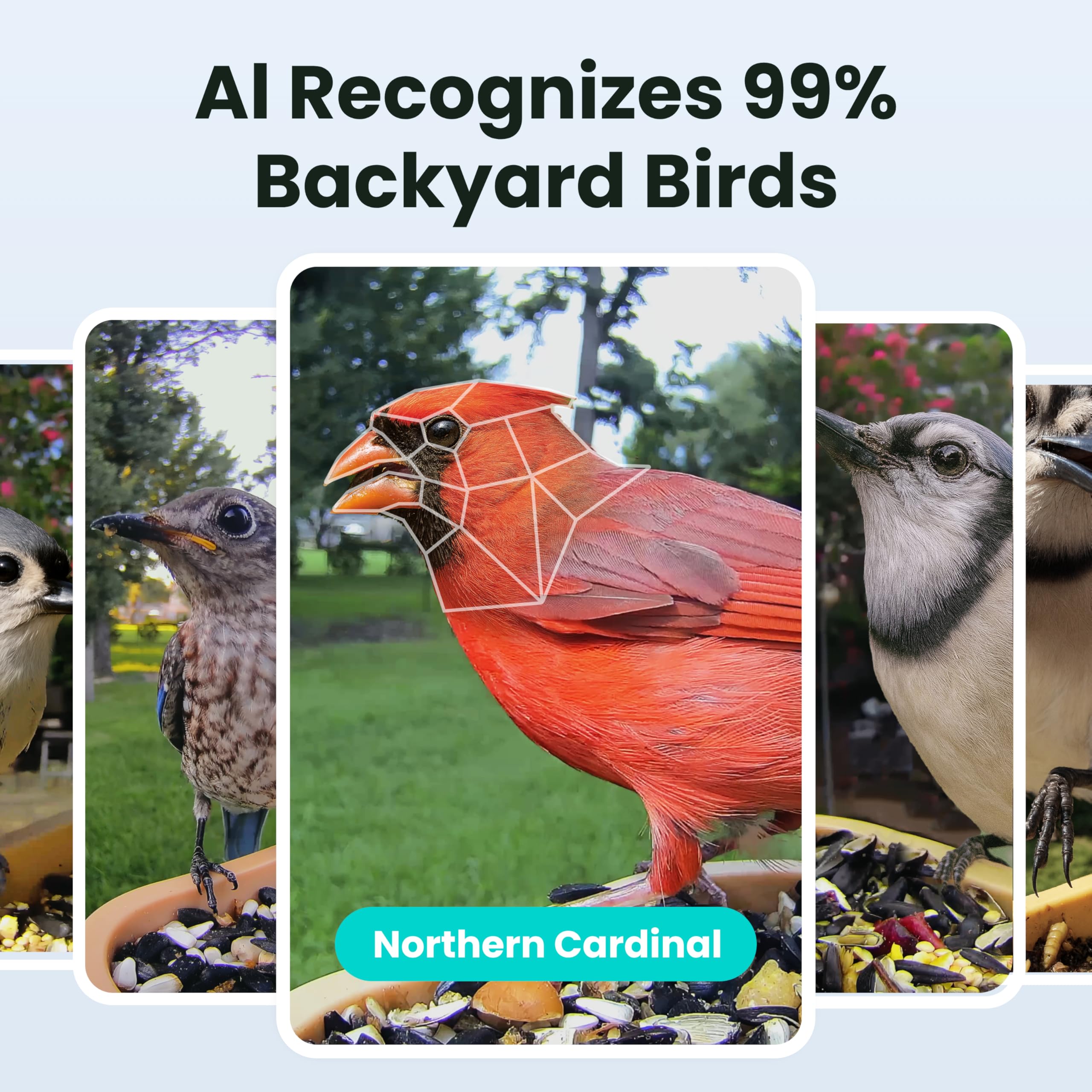 Birdfy camera tilted 45 degrees captures natural bird behavior.