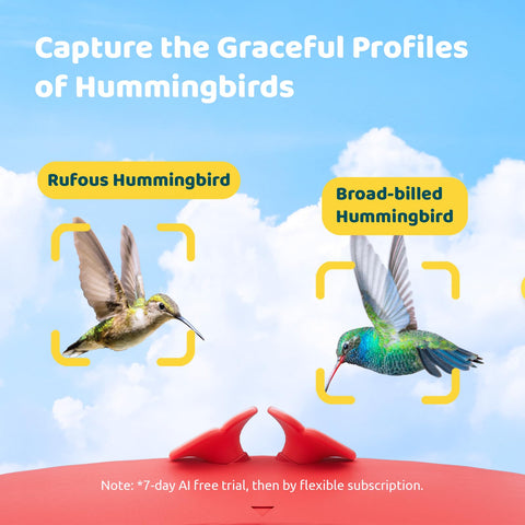 Birdfy Hum Feeder reservoir 14oz enables easy refills and steady nectar for visitors.