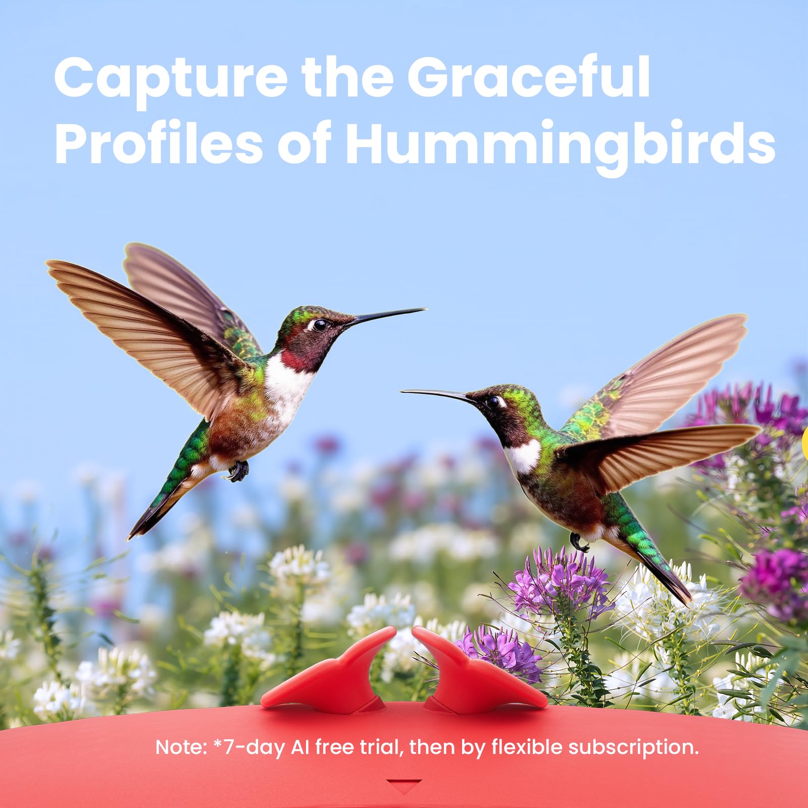 Birdfy feeder delivers crisp 1080p video of hummingbird antics for close observation
