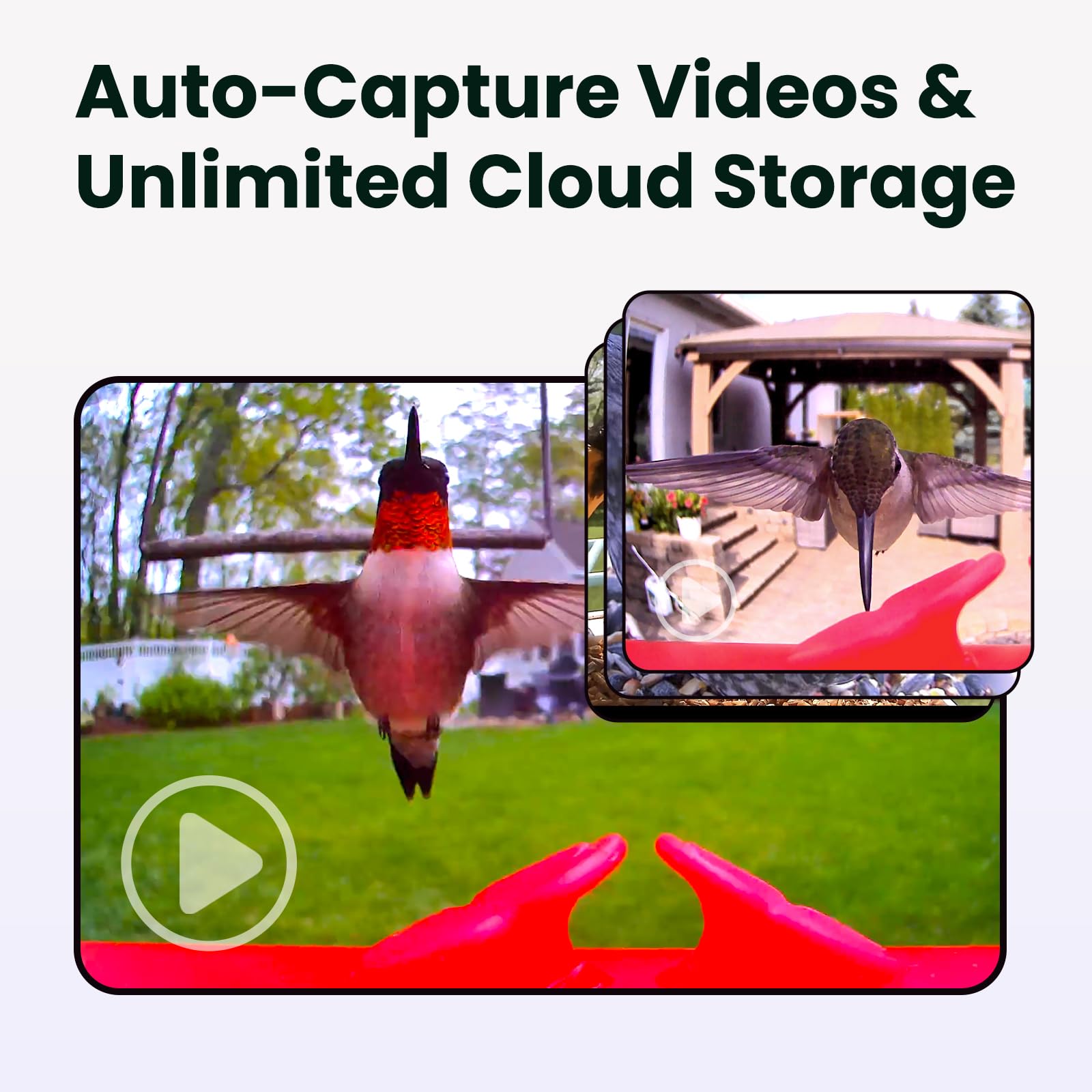 Birdfy hummingbird feeder camera captures vivid 1080p video of tiny visitors.