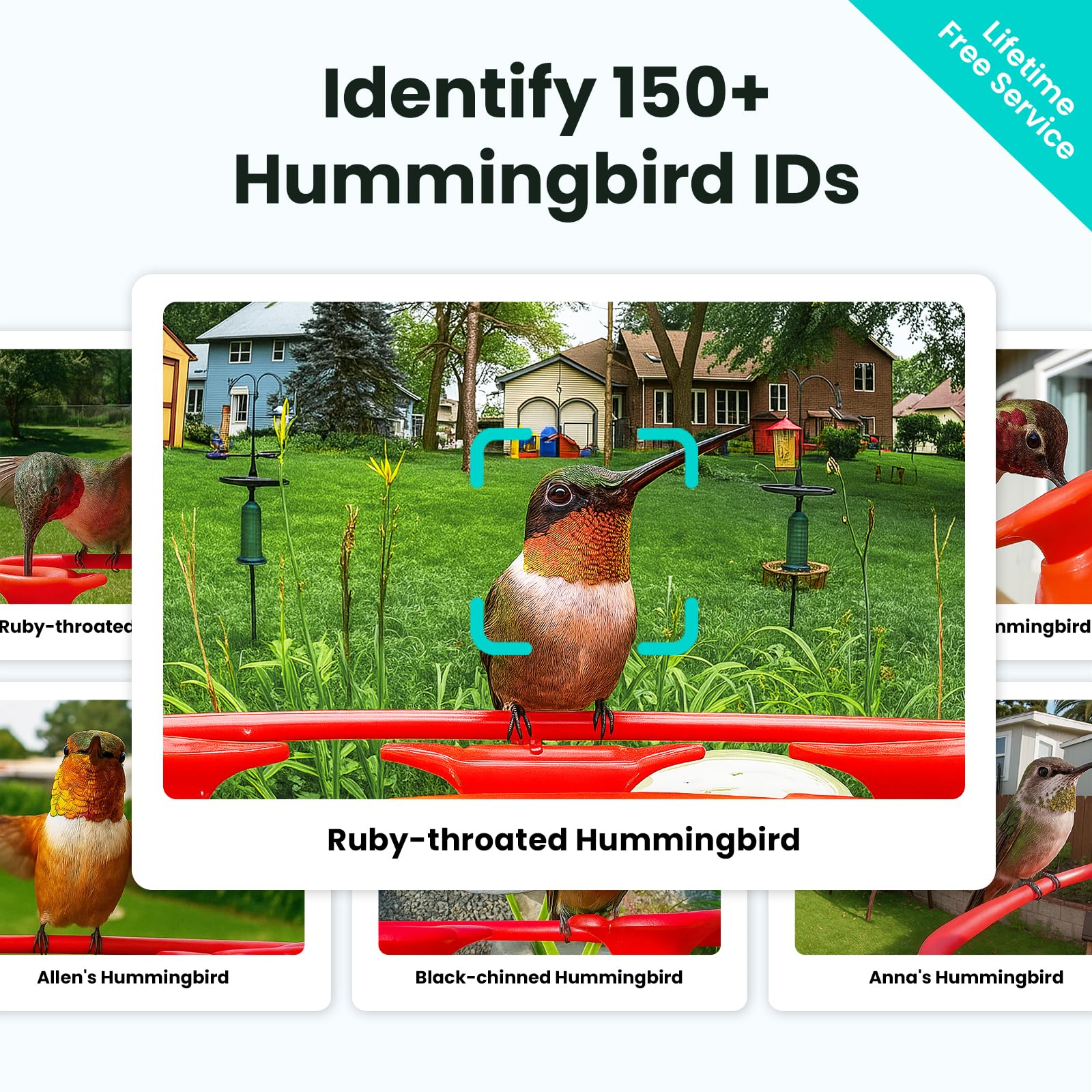Birdfy hummingbird feeder transparent reservoir shows clear water level.
