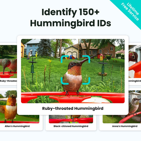 Birdfy hummingbird feeder transparent reservoir shows clear water level.