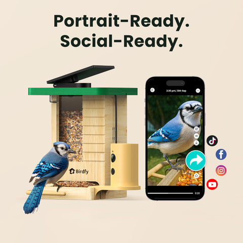 Birdfy IP66 weatherproof camera endures rain and snow year-round.