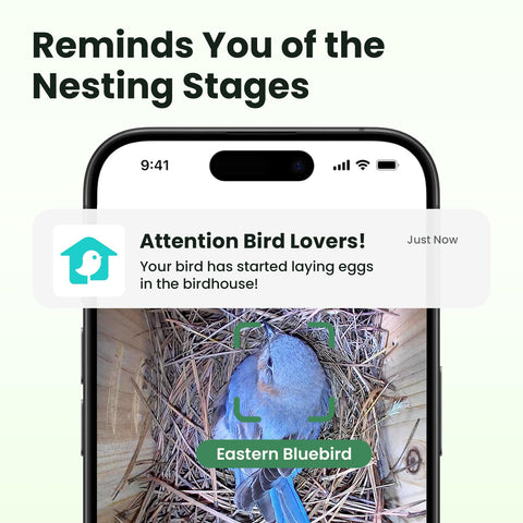 Birdfy nesting stages alert for key moments in the nesting journey