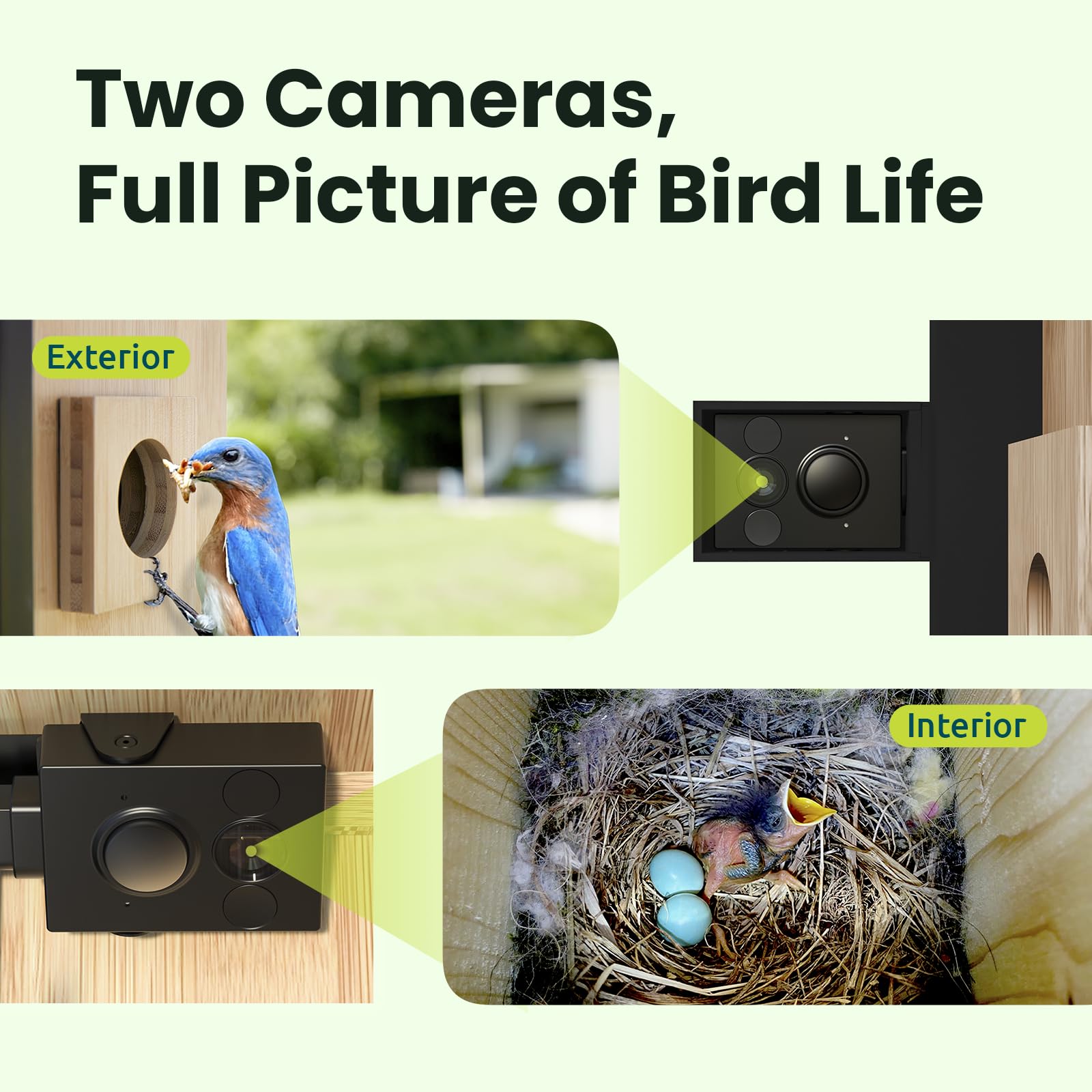 Birdfy Nest Duo solar panel powering all-day outdoor monitoring
