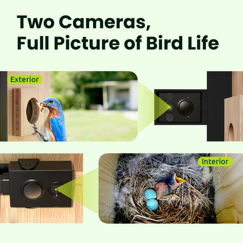 Birdfy Nest Duo solar panel powering all-day outdoor monitoring