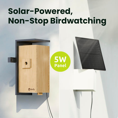 Birdfy Nest Duo creates shareable highlight videos from nesting moments