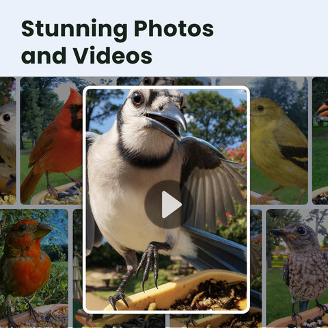 Birdfy Rookie AI ID UI close-up highlights instant bird identification features