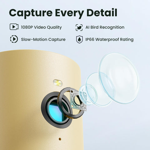 Birdfy Rookie slow-motion wings capture fast bird movements at the feeder