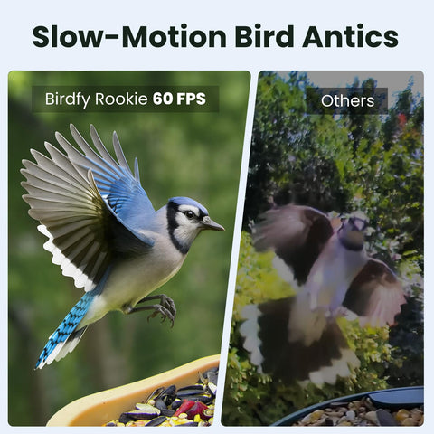 Birdfy Rookie yard setup demonstrates wireless placement and solar-powered operation