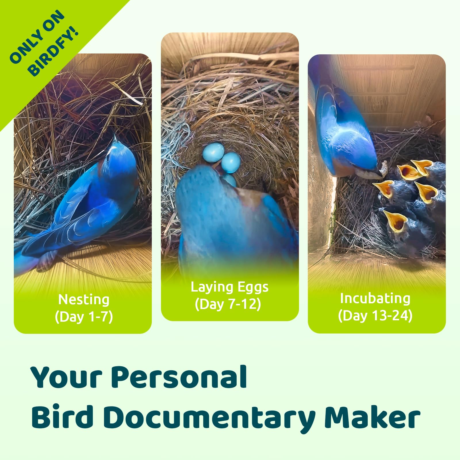 Birdfy Smart Bird House solar panel keeps the unit charged for extended use.