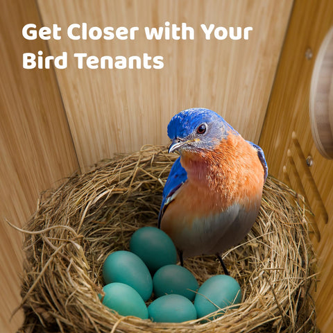 Birdfy Smart Bird House Story feature auto-edits nesting moments with AI identification.
