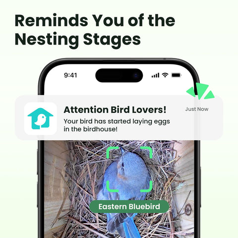 Birdfy smart camera watches nest activity with AI identification.