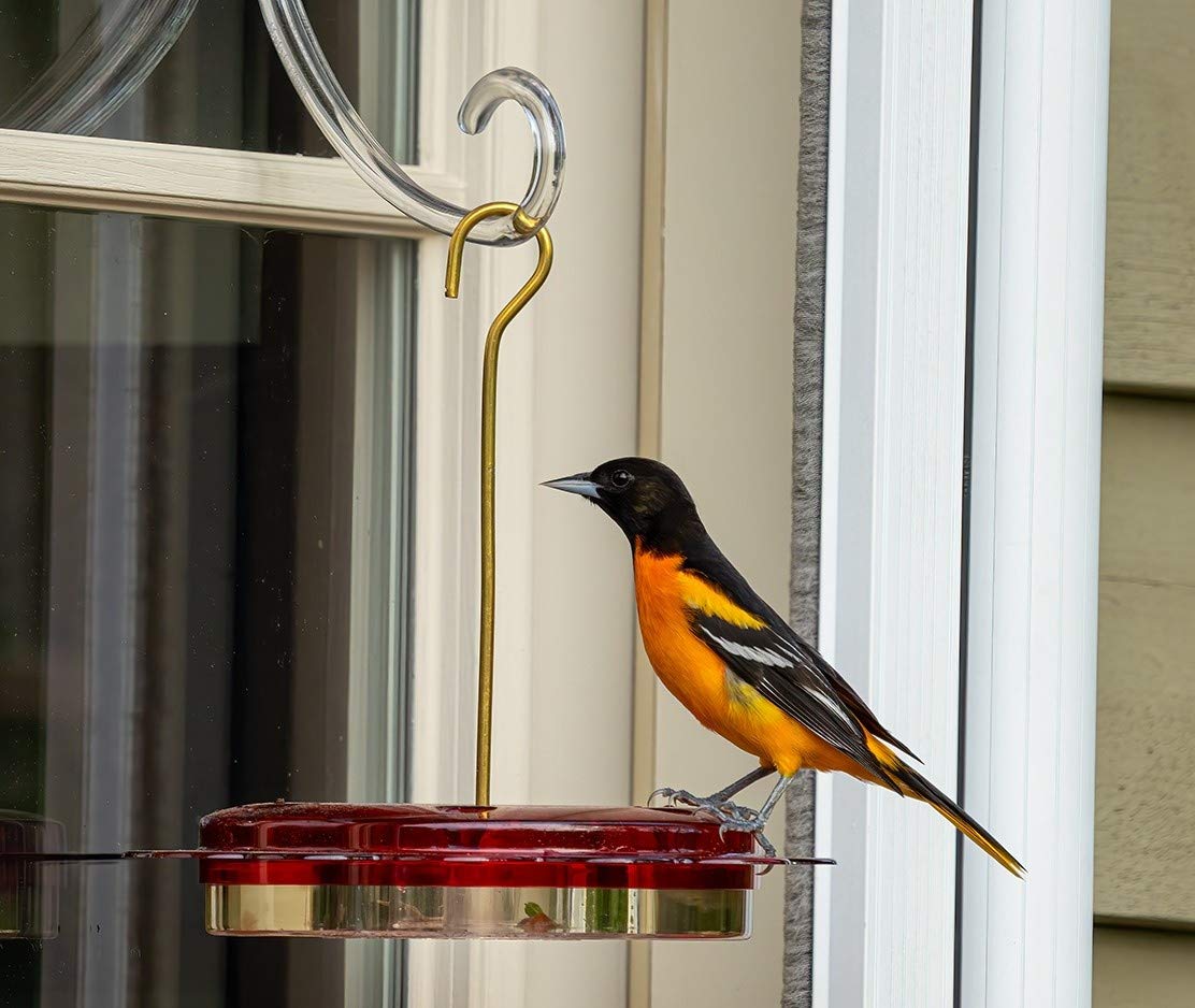 Birds Choice dishwasher-safe hummingbird feeder for easy cleaning
