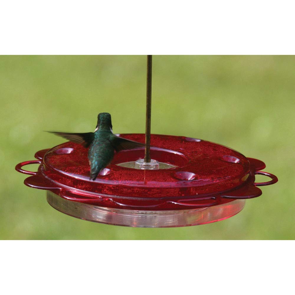Birds Choice Hummerfest with ant guard protects nectar from pests