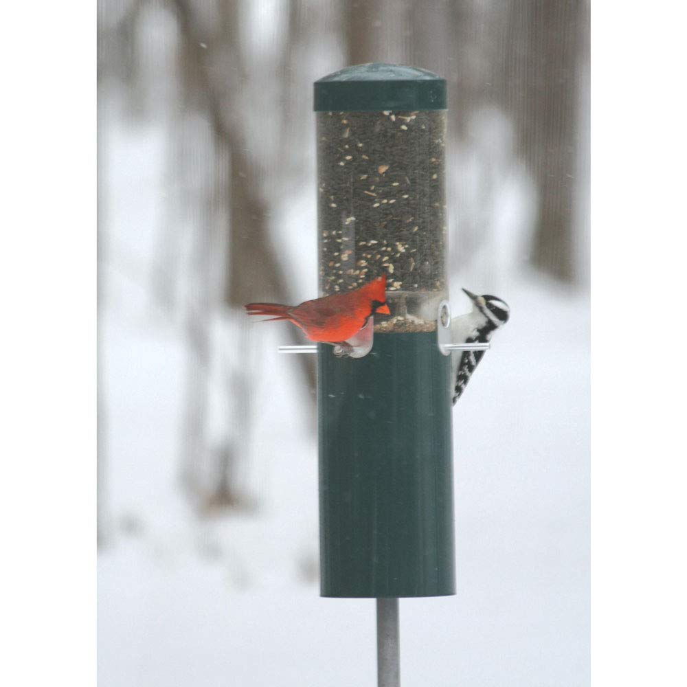 Birds Choice squirrel-proof feeder features a top baffle to deter pests.