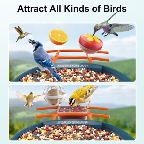 Birdsnap PAV suet holder attachment supports year-round feeding