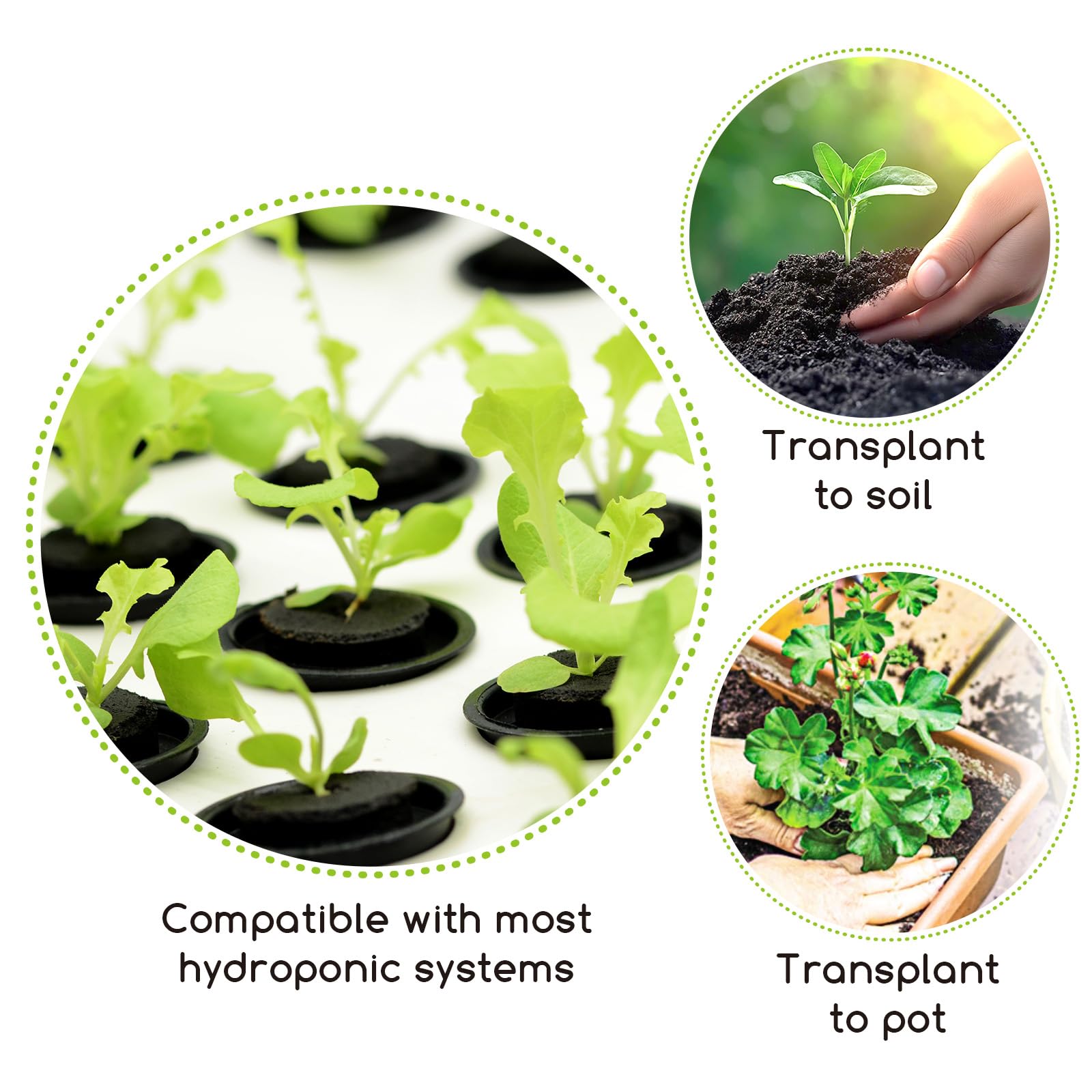 Bironzoco sponges easy to transplant into soil for extended growing options.