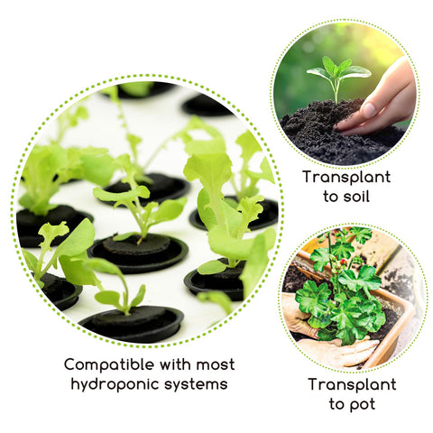 Bironzoco sponges easy to transplant into soil for extended growing options.