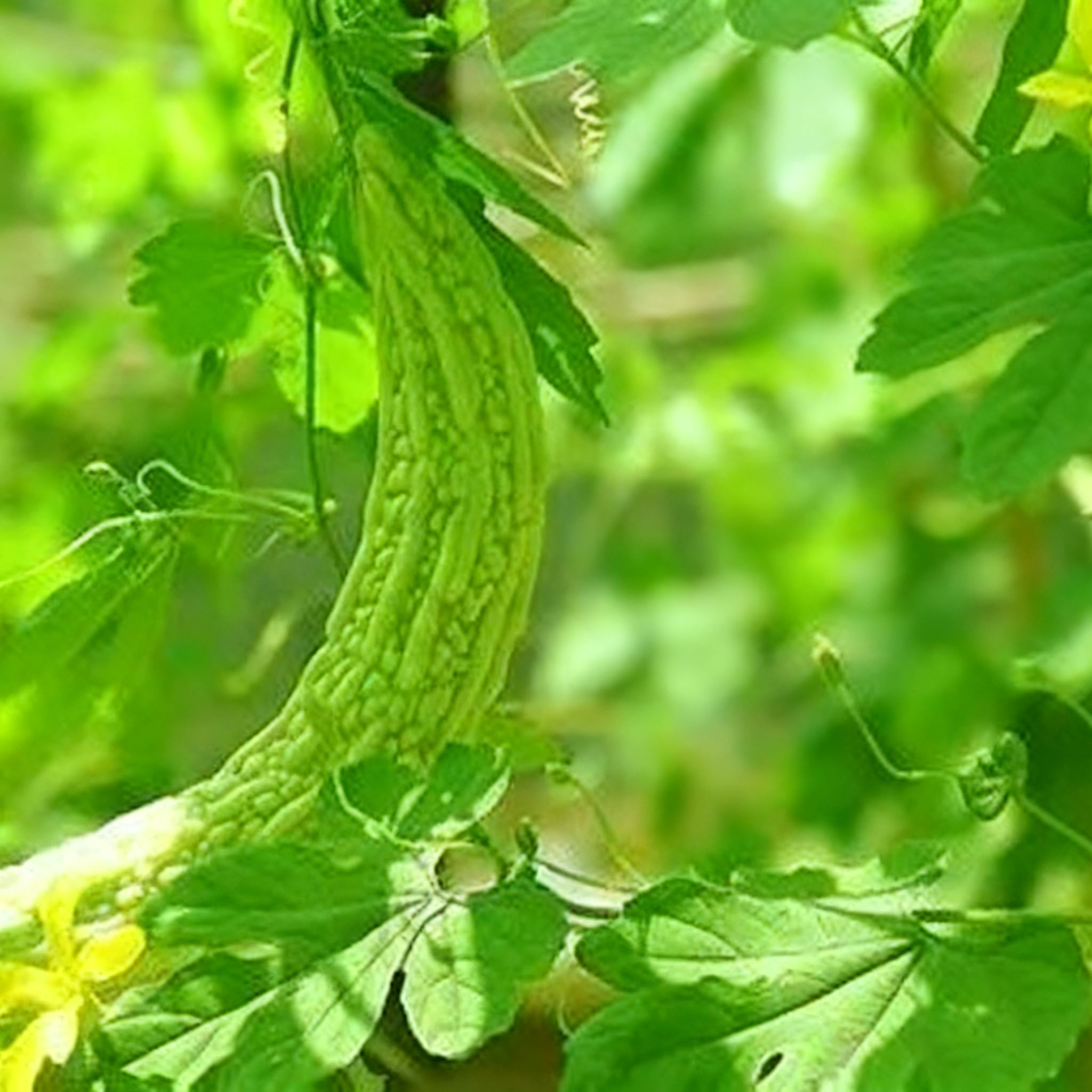 Bitter Melon Seeds harvest-ready fruits measuring 4–8 inches.