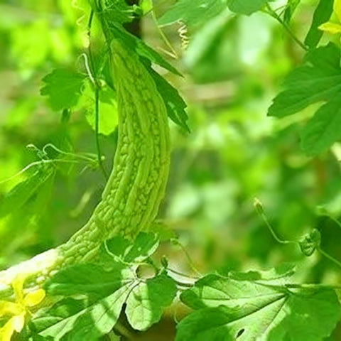 Bitter Melon Seeds harvest-ready fruits measuring 4–8 inches.