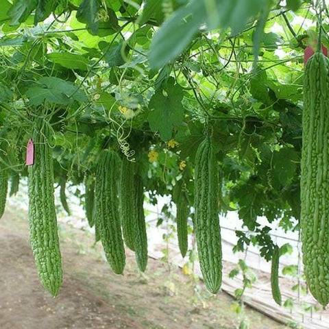 Bitter Melon Seeds pack for home gardening in warm climates.