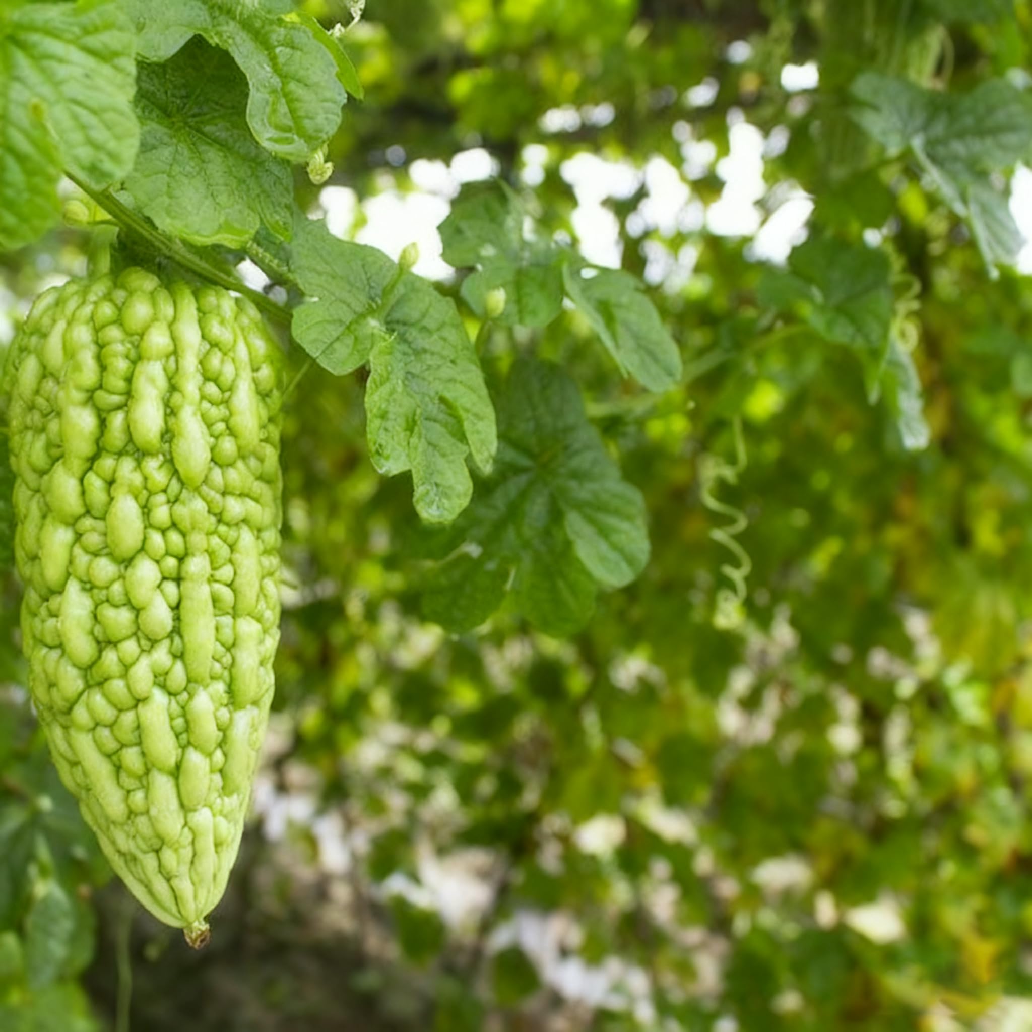 Bitter Melon Seeds in a sunlit bed illustrating tropical cultivation.