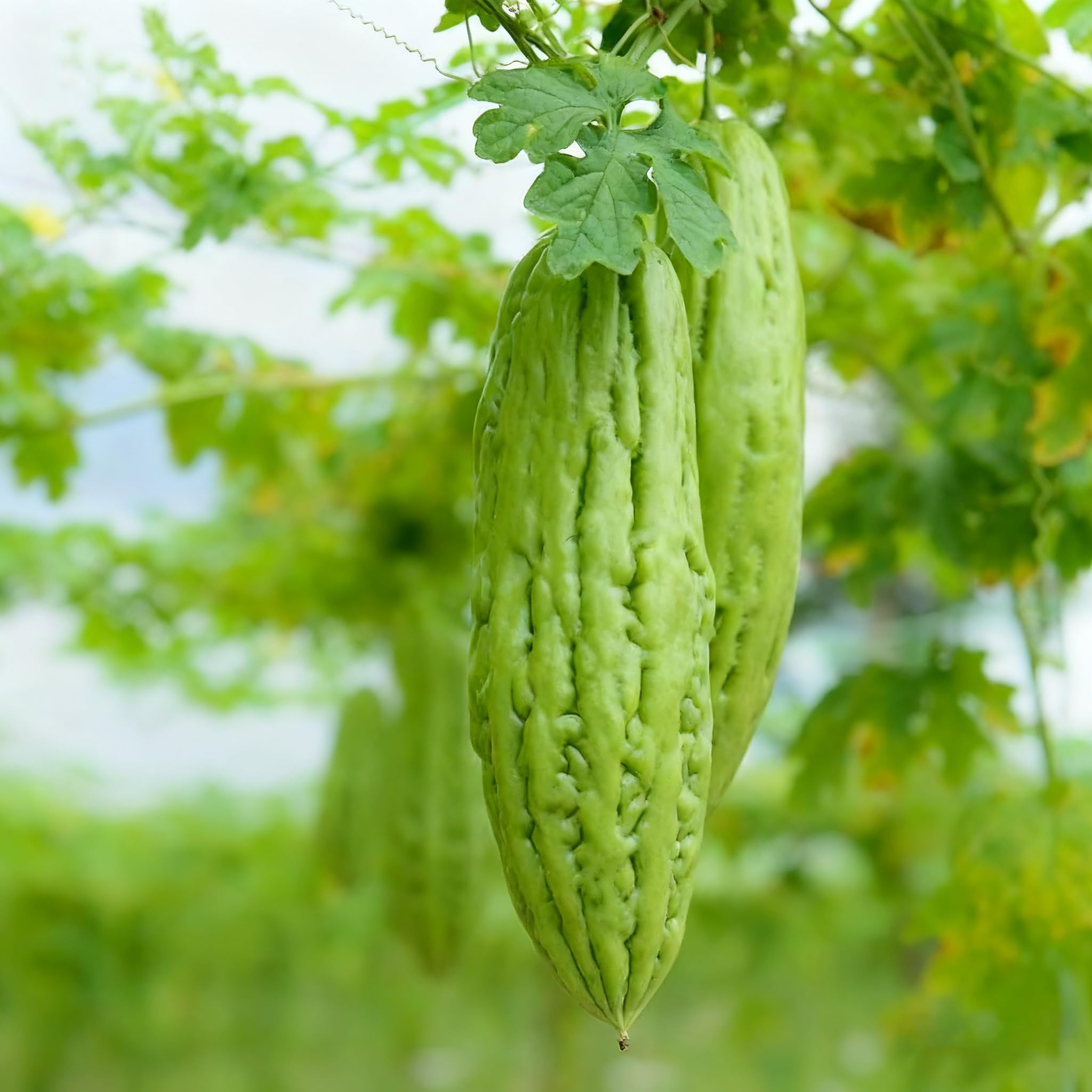 Bitter Melon Seeds on trellis setup demonstrates climbing vines for healthy growth.
