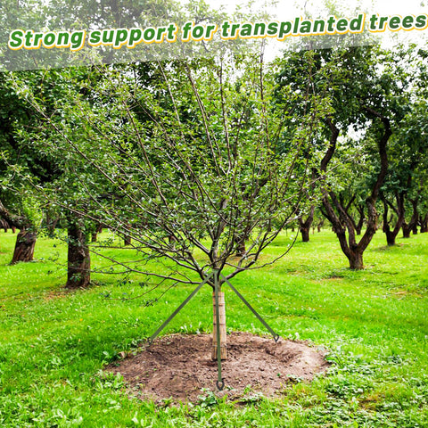 Biubee tree straps available in 206-foot length for longer staking