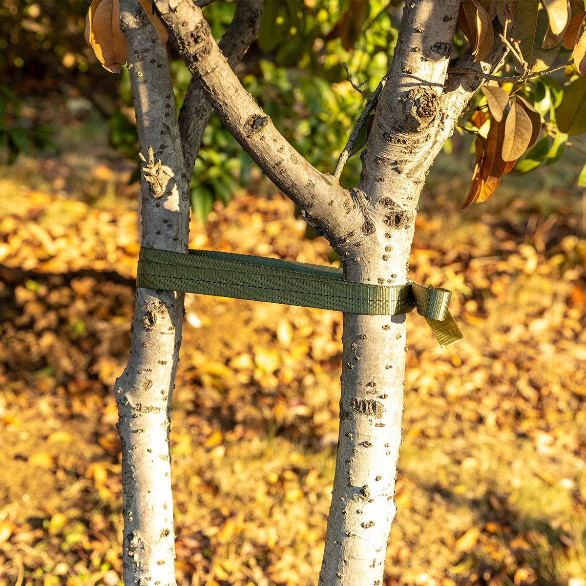Biubee tree straps support outdoor projects and camping setups