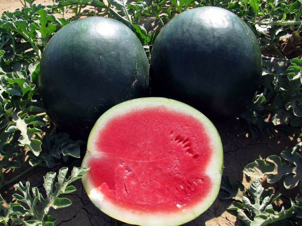 Black Diamond Watermelon seeds pack ready for home garden planting and large fruit harvest