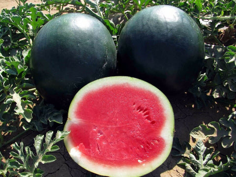 Black Diamond Watermelon seeds pack ready for home garden planting and large fruit harvest