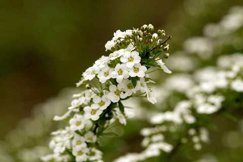 Black Duck Brand 25 Flower Pack varieties display multiple flower types for mixed borders.
