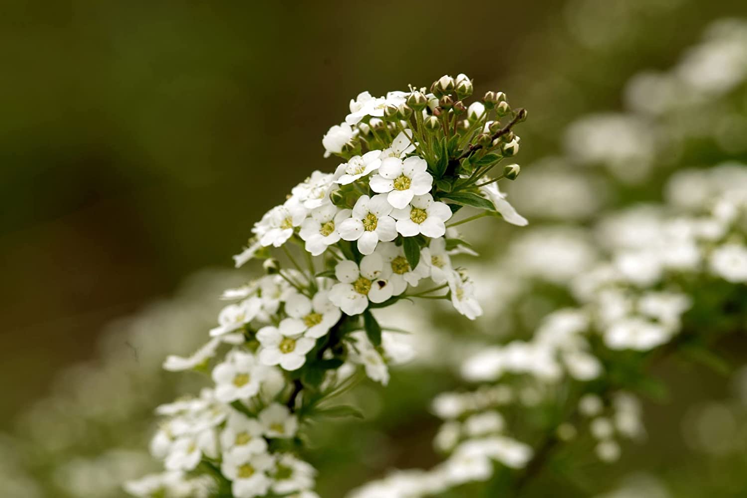 Black Duck Brand Valley Greene garden planning image with diverse blooms.