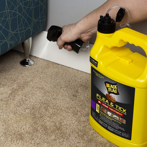 Black Flag Extreme Flea Killer packaging shows ready-to-use 1-gallon format