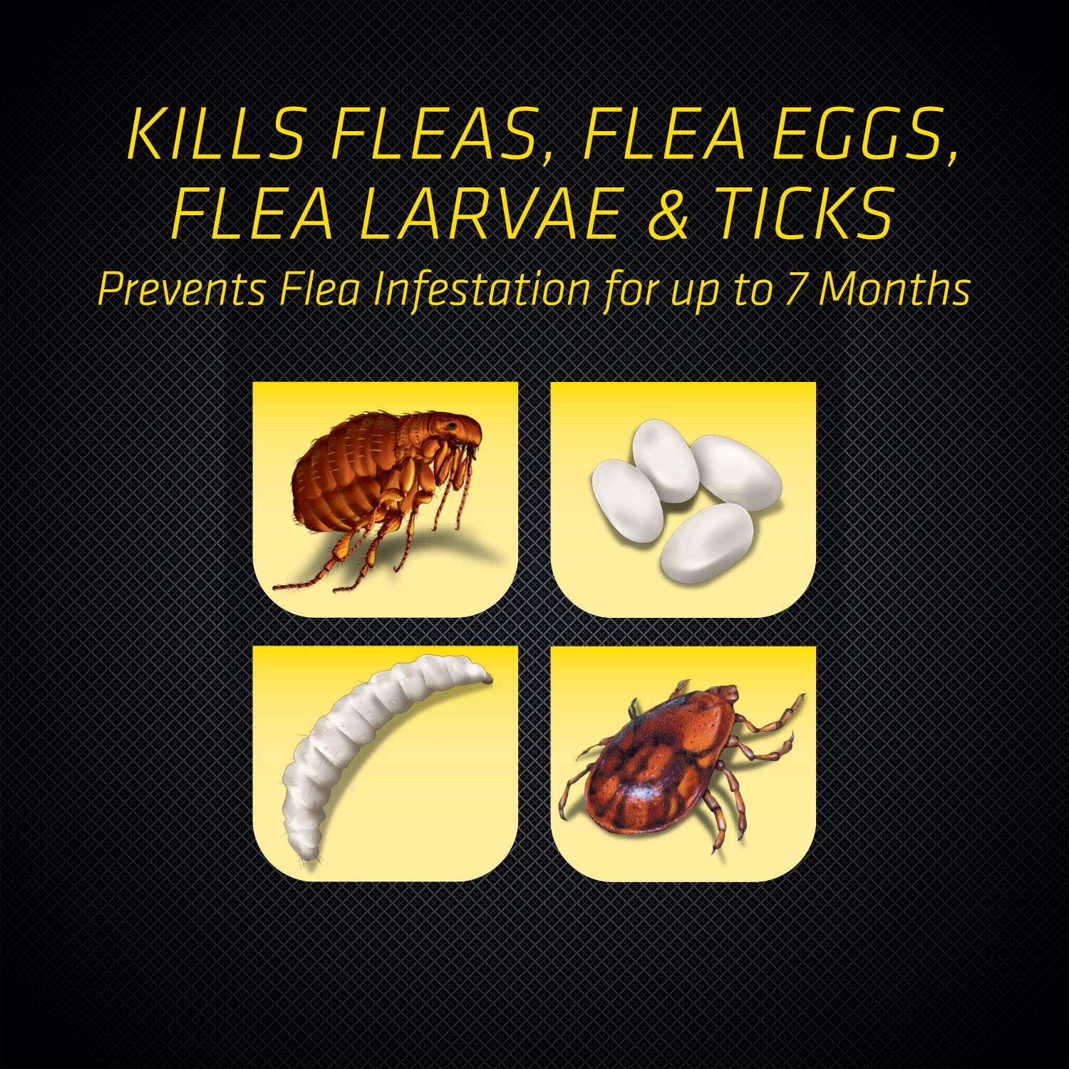 Black Flag Extreme Flea Killer spray application demonstrates direct treatment on problem areas