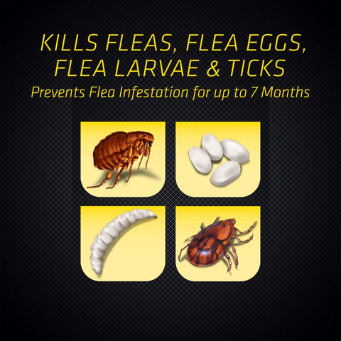 Black Flag Extreme Flea Killer spray application demonstrates direct treatment on problem areas