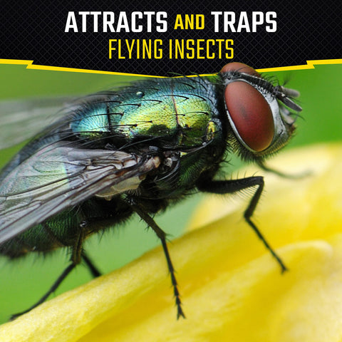Black Flag Fly Stick indoors near kitchen traps houseflies.