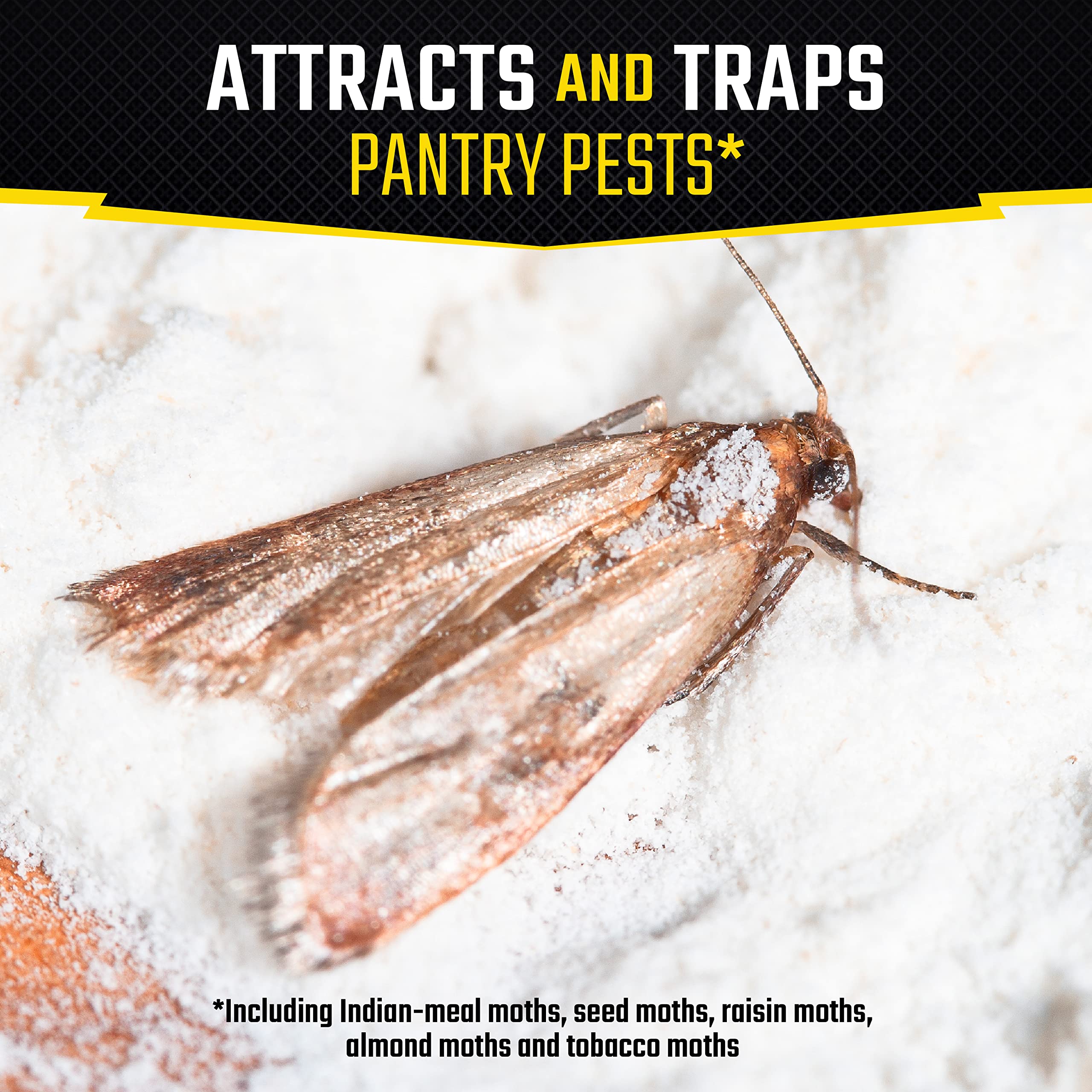 Black Flag glue trap close-up shows attractant for pantry moths.