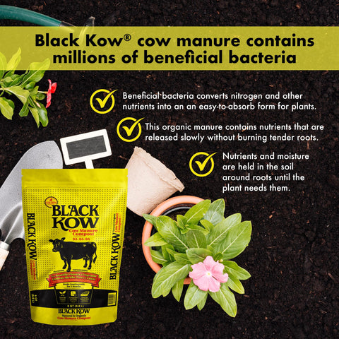 Beneficial bacteria near roots with Black Kow