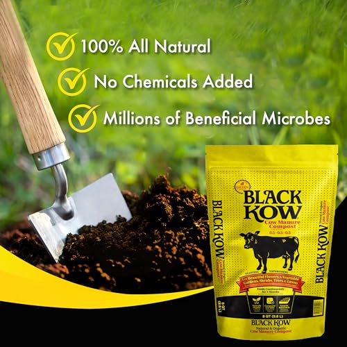 Spreading Black Kow manure fertilizer for even distribution