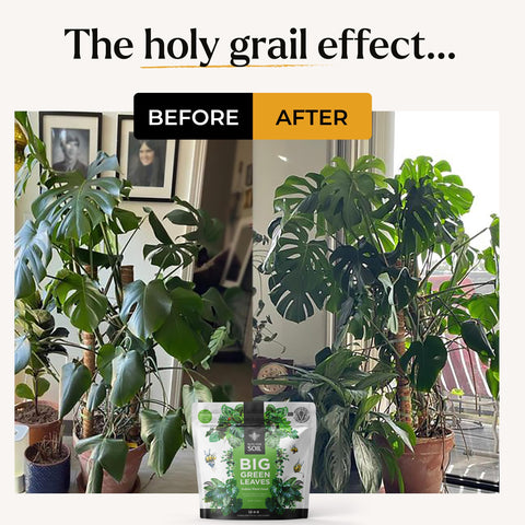 Bless Your Soil Big Green Leaves scoop demonstrates pre-measured dose for easy feeding