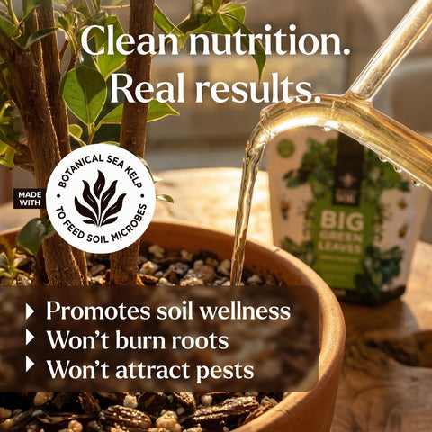 Bless Your Soil Big Green Leaves soil drench application supports root and soil microbes