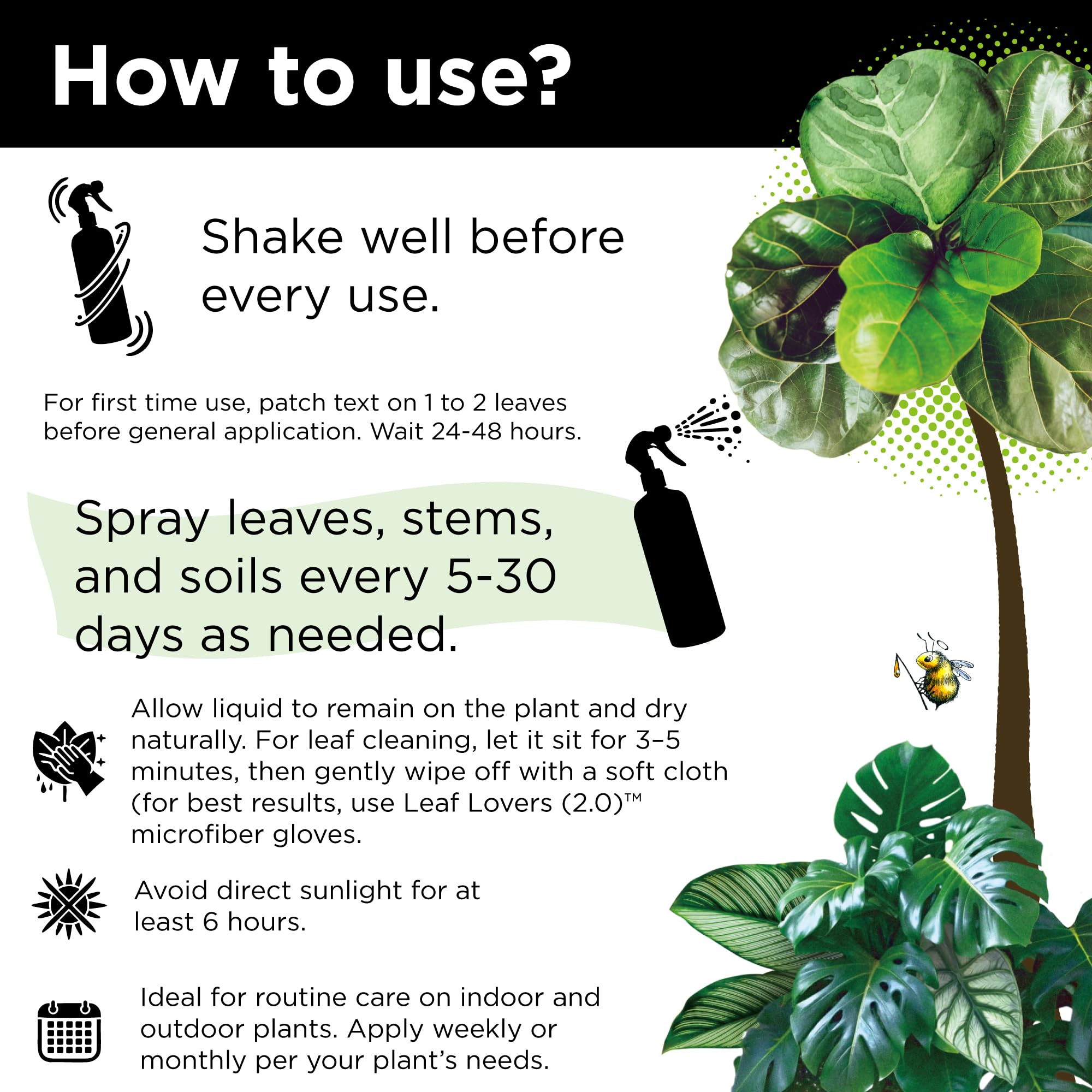 Leaves with natural shine after application on a fiddle leaf fig