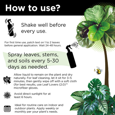 Leaves with natural shine after application on a fiddle leaf fig
