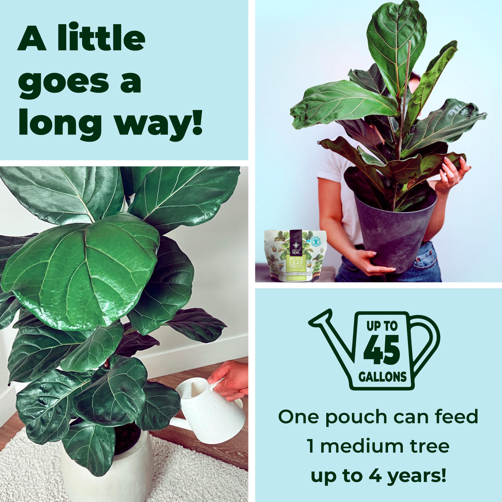 Bless Your Soil Fiddle Leaf Treats care table setup demonstrates easy watering